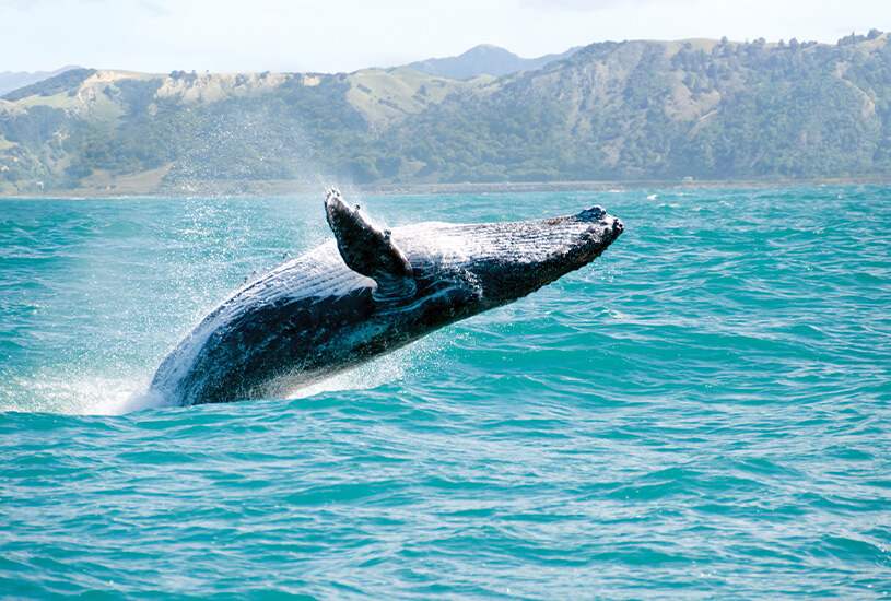 Whales, Hawaii