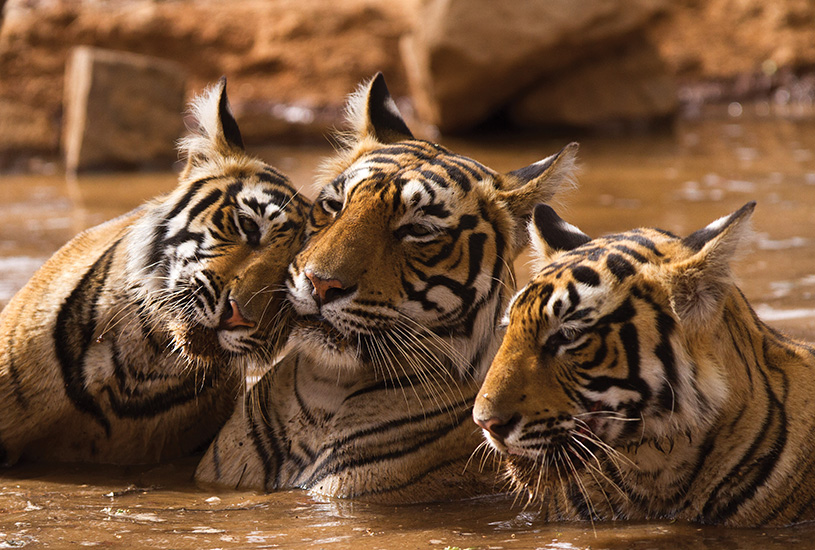 Bengal Tigers, India